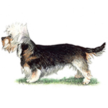 Dandie Dinmont Terrier - Click Image to Close